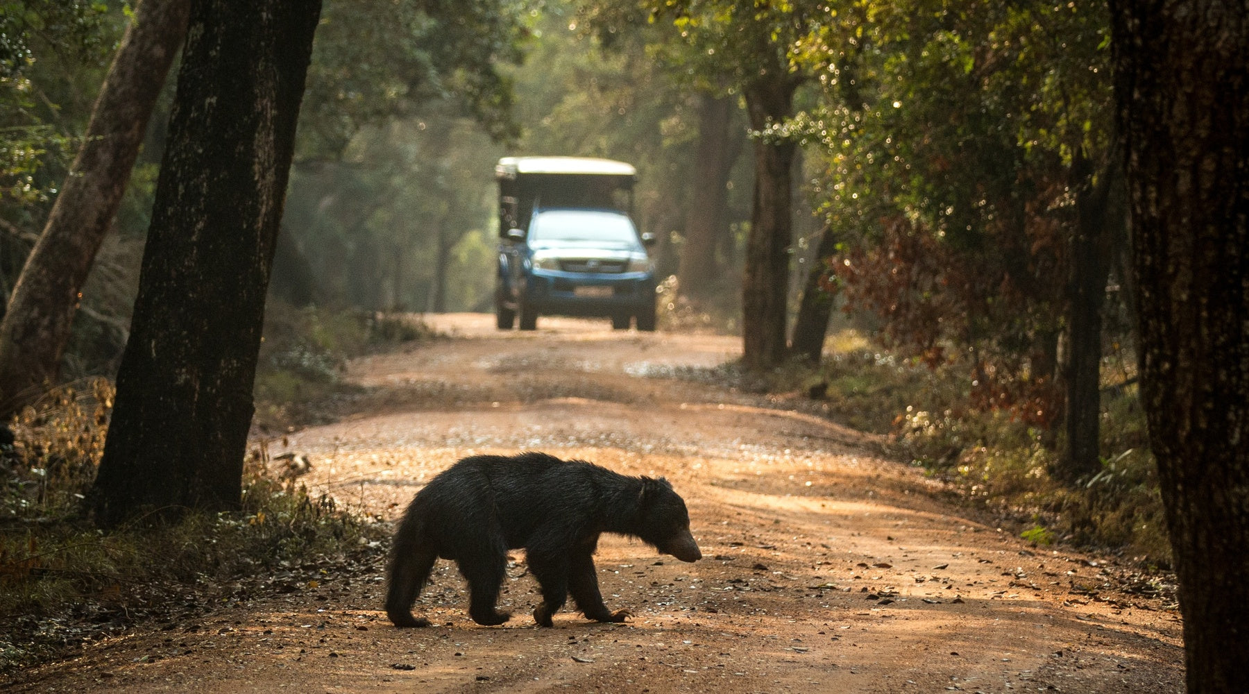 A small black bear crossing a dirt path in the woods during the day. A small blue car drives down the path.